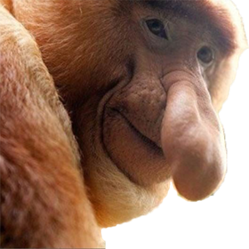 Insting Binatang | Artikel Makhluk Hidup: Insting Binatang | Artikel Makhluk Hidup